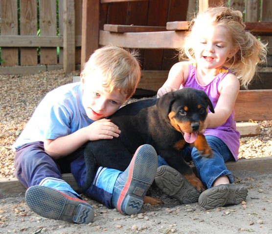 Current Rottweiler Puppies For Sale