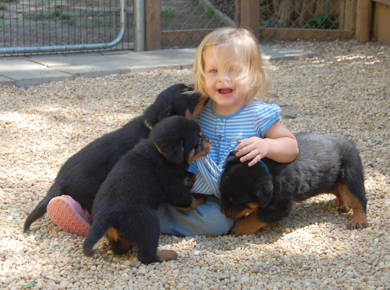 Socialized rottweiler puppies