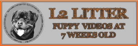 L2 Rottweiler Puppies 7 Weeks Video