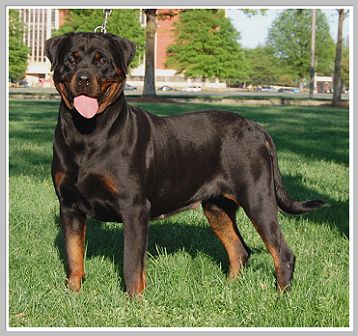 champion rottweiler for sale