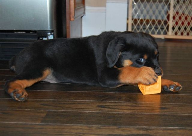 German Rottweiler Import Puppies For Sale
