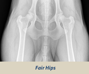 Fair Rottweiler Hip Grading