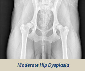 Moderate Dysplasia Rottweiler Hip Rating