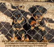 rottie pups for sale