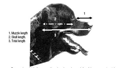 The Rottweiler Head | Rottweiler Breeders Info