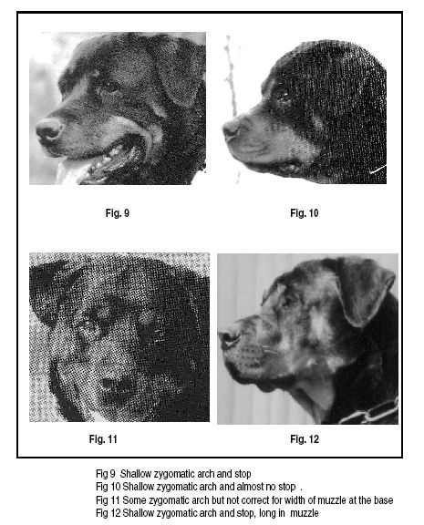 The Rottweiler Head | Rottweiler Breeders Info