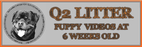 Q2 Litter Rottweiler Puppy Video At 6 Weeks
